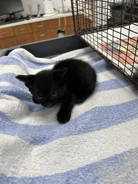 Unknown - Domestic Short Hair