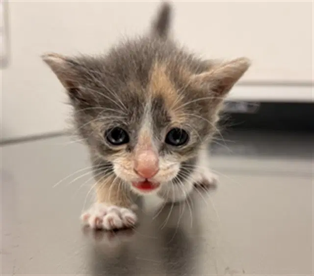 Kelce - Domestic Short Hair