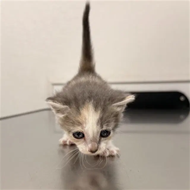 Peyton - Domestic Short Hair