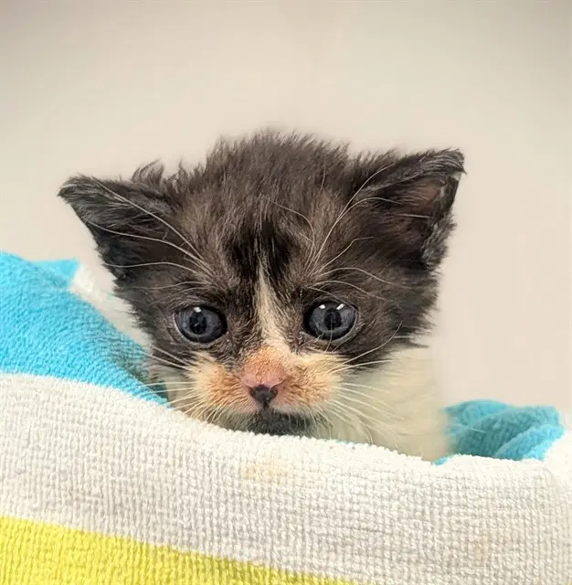 Unknown - Domestic Short Hair