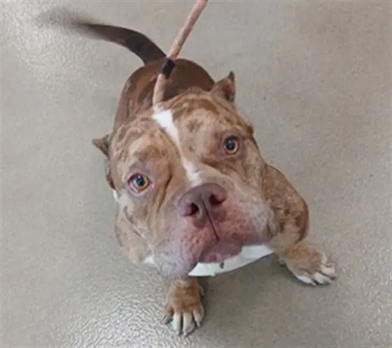 Puddles - English Bulldog