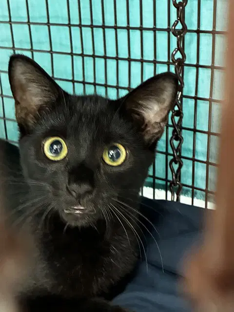 Unknown - Domestic Short Hair