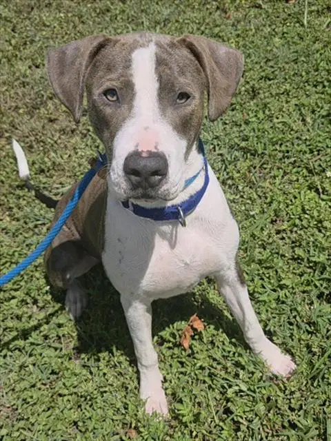 Pluto - Great Dane