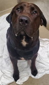 RONNI — Fort Lauderdale, FL Adoption