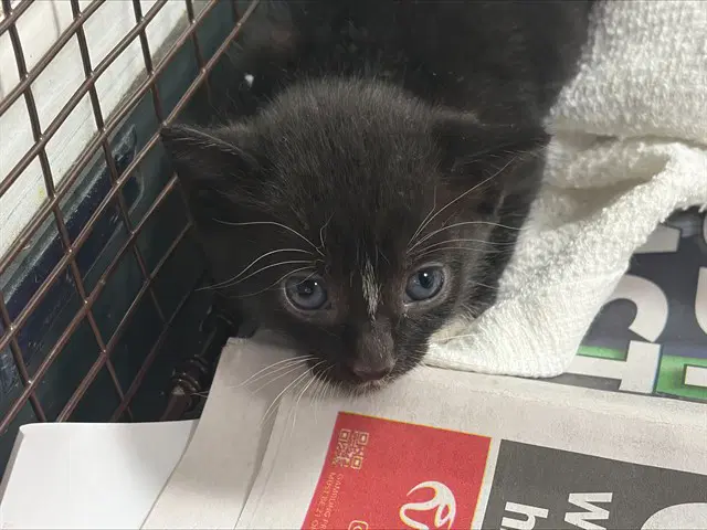 Unknown - Domestic Short Hair