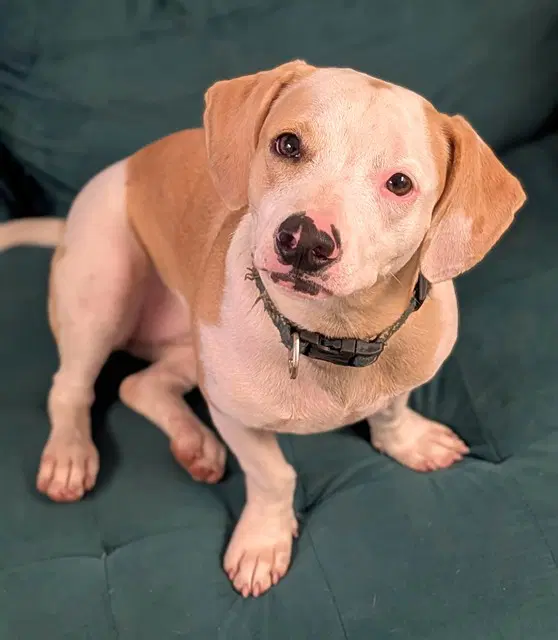 Honey - Dachshund
