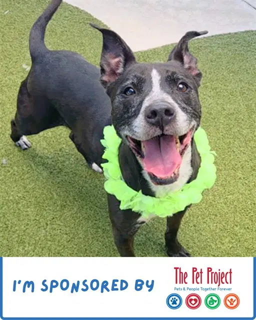 Tesla - American Staffordshire Terrier