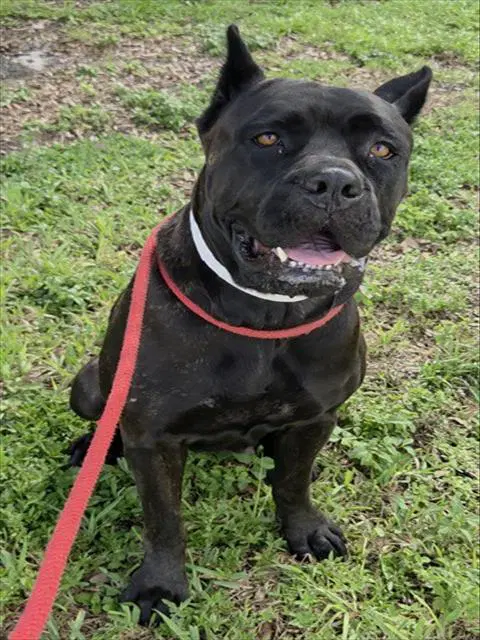 Mora - Cane Corso Mastiff