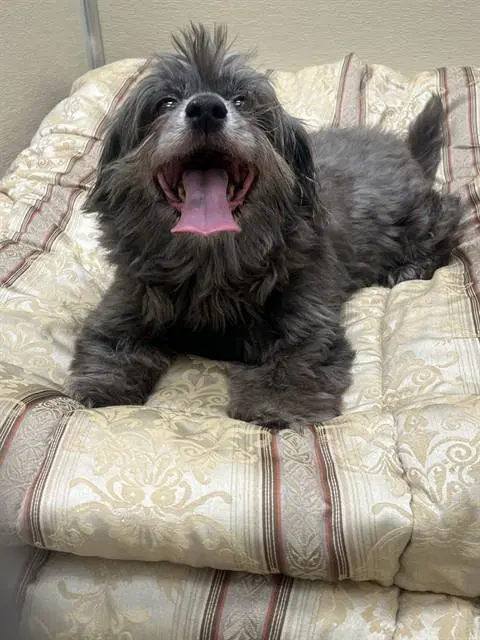 Buster - Shih Tzu