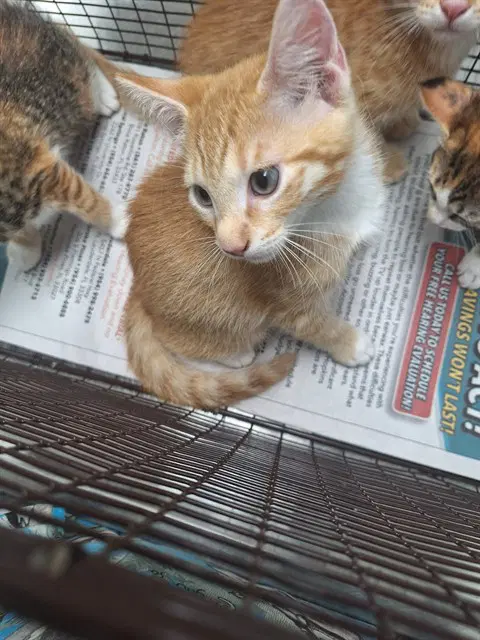 Unknown - Domestic Short Hair