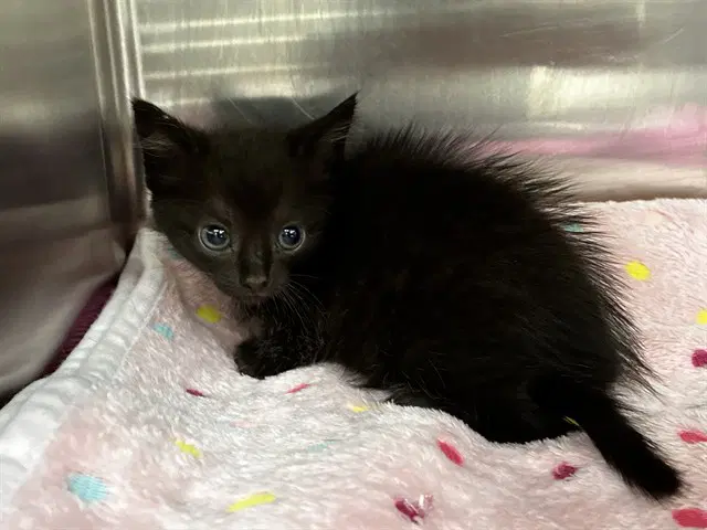 Sunny - Domestic Short Hair