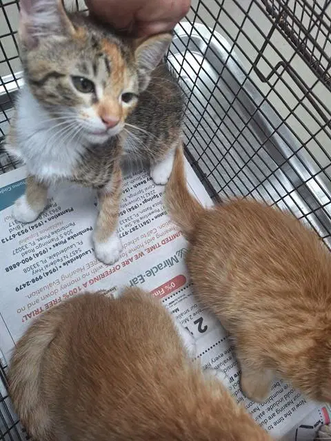 Unknown - Domestic Short Hair