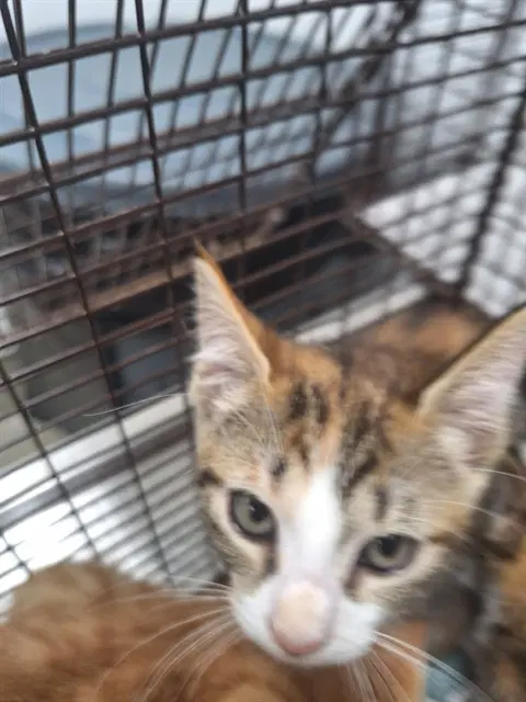 Unknown - Domestic Short Hair