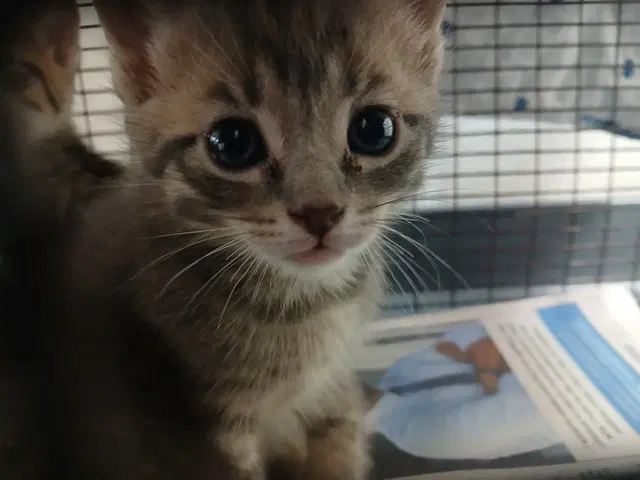 Unknown - Domestic Short Hair