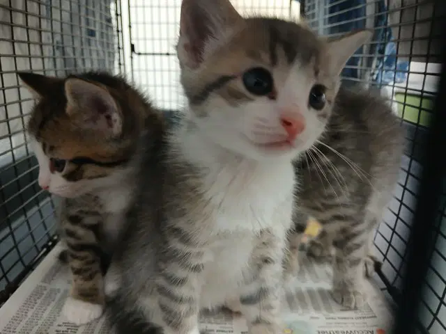 Unknown - Domestic Short Hair
