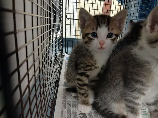 Unknown - Domestic Short Hair