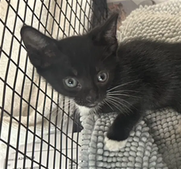 Unknown - Domestic Short Hair