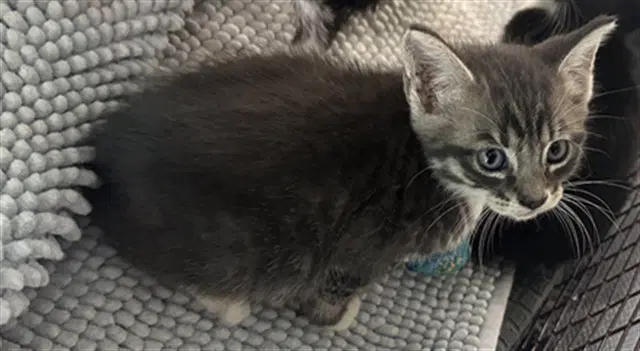 Unknown - Domestic Short Hair