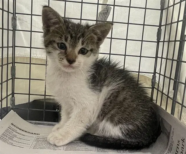 Bren - Domestic Short Hair