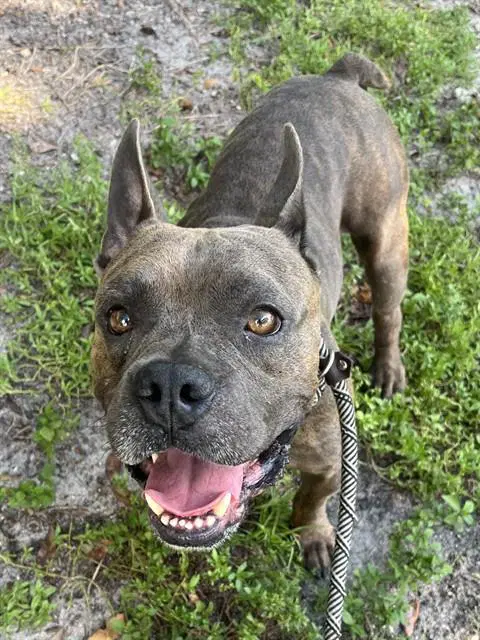 Kane Butler - American Staffordshire Terrier