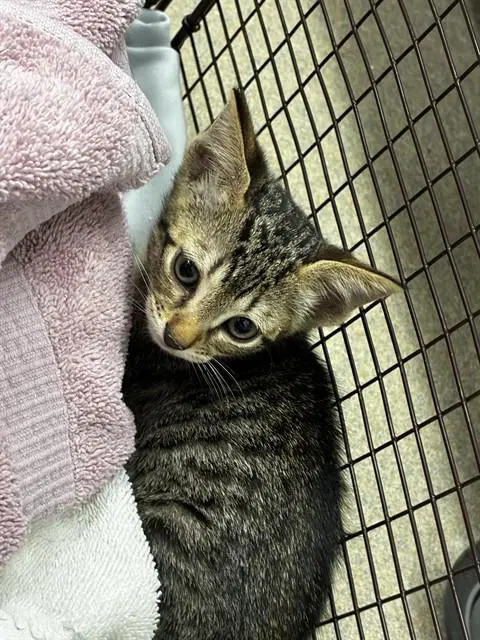 Unknown - Domestic Short Hair