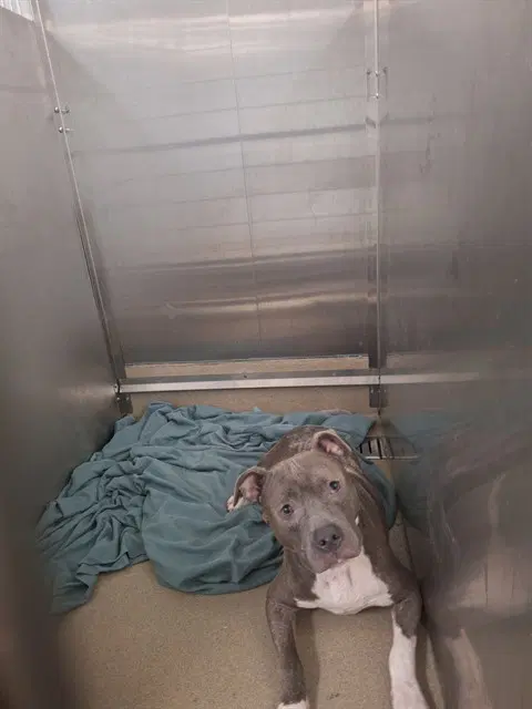 Marlen - American Staffordshire Terrier