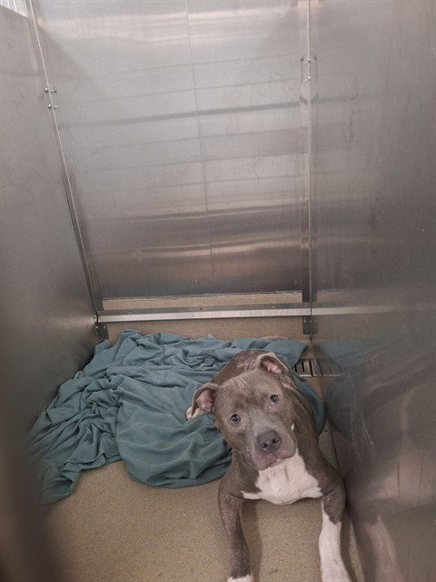 *MARLEN, a dog for adoption from Broward County Animal Care & Regulation - Ft. Lauderdale
