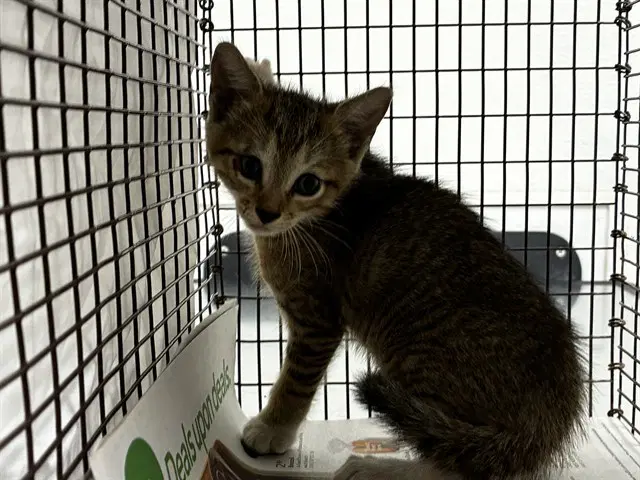 Unknown - Domestic Short Hair
