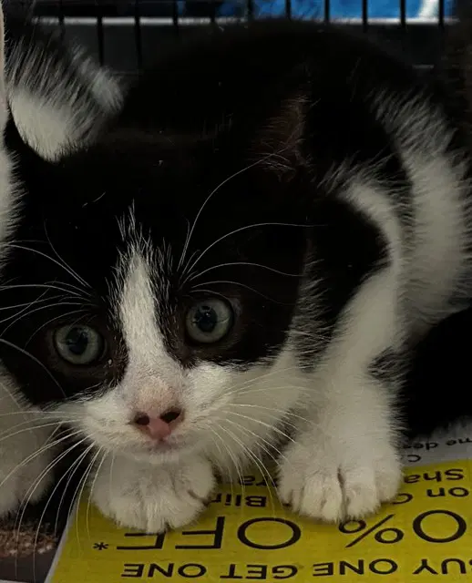 Unknown - Domestic Short Hair