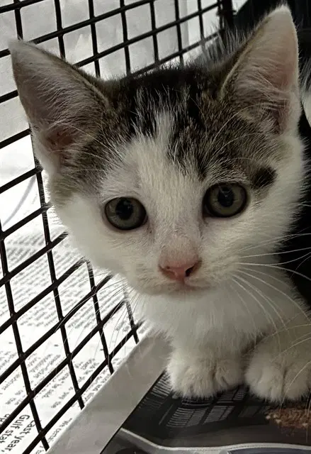 Unknown - Domestic Short Hair