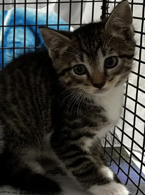 Unknown - Domestic Short Hair