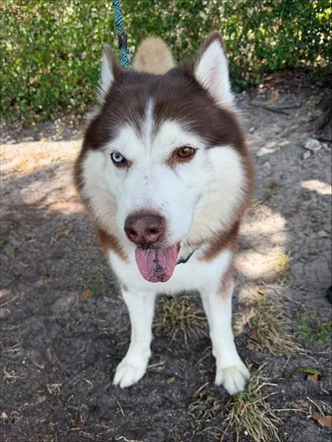 Thor - Siberian Husky