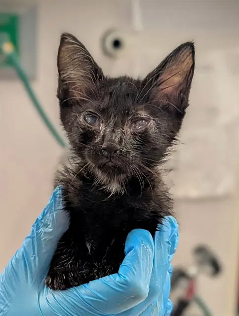 Unknown - Domestic Short Hair
