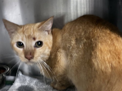 ARIES, a cat for adoption from Broward County Animal Care & Regulation - Ft. Lauderdale