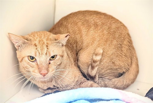 TAURUS, a cat for adoption from Broward County Animal Care & Regulation - Ft. Lauderdale