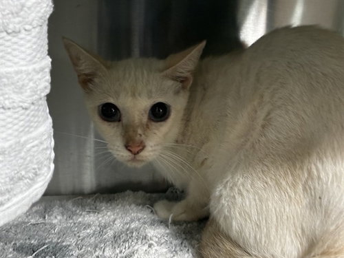 VIRGO, a cat for adoption from Broward County Animal Care & Regulation - Ft. Lauderdale