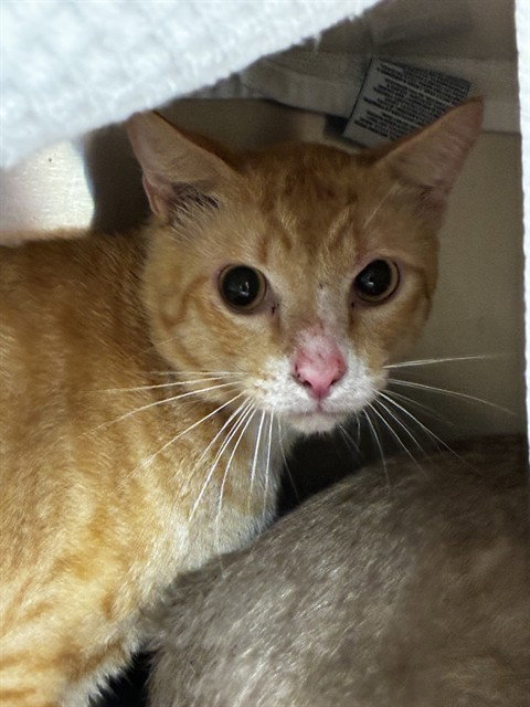 PISCES, a cat for adoption from Broward County Animal Care & Regulation - Ft. Lauderdale