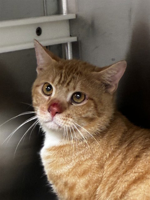 LEO, a cat for adoption from Broward County Animal Care & Regulation - Ft. Lauderdale