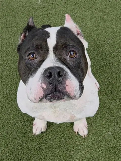 Dior - American Staffordshire Terrier