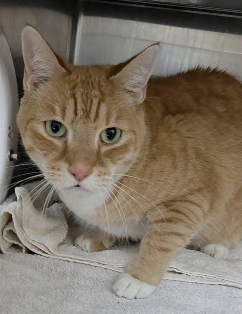 GATSBY, a cat for adoption from Broward County Animal Care & Regulation - Ft. Lauderdale