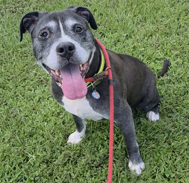 Coby - Pit Bull Terrier