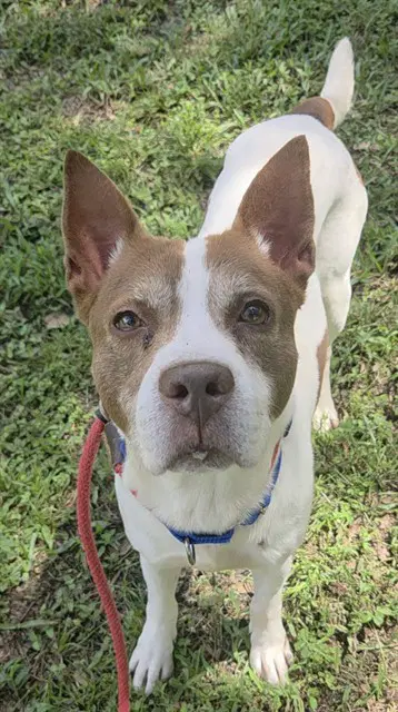 Sanchez - Pointer