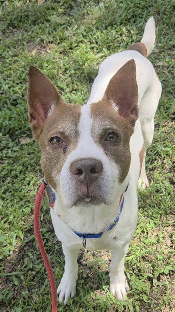 SANCHEZ, a dog for adoption from Broward County Animal Care & Regulation - Ft. Lauderdale