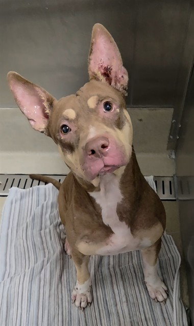 JAMIE LEE, a dog for adoption from Broward County Animal Care & Regulation - Ft. Lauderdale