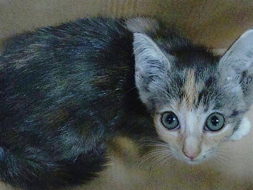 A2480931, a cat for adoption from Broward County Animal Care & Regulation - Ft. Lauderdale