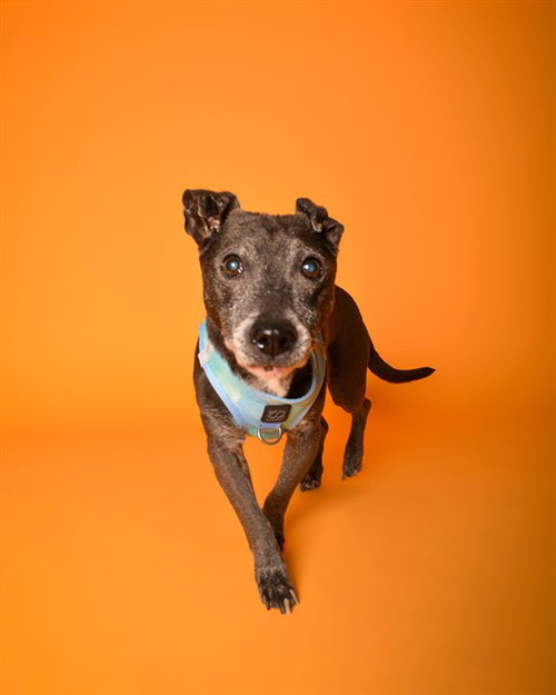 POLO, a dog for adoption from Broward County Animal Care & Regulation - Ft. Lauderdale