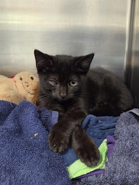 *BRENDA, a cat for adoption from Broward County Animal Care & Regulation - Ft. Lauderdale