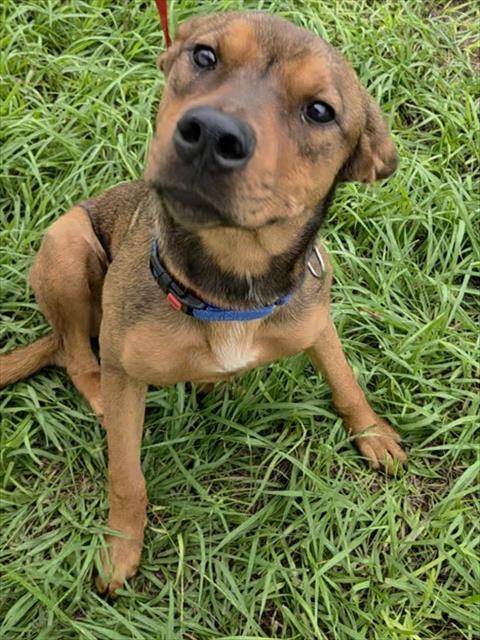 *APRICOT, a dog for adoption from Broward County Animal Care & Regulation - Ft. Lauderdale