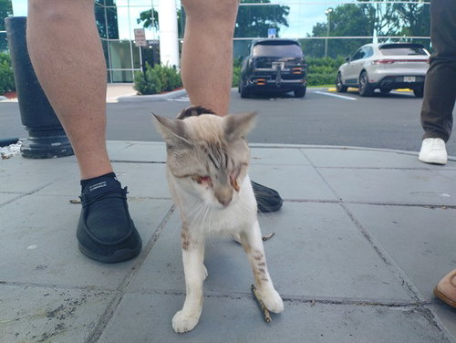 MARCUS, a cat for adoption from Broward County Animal Care & Regulation - Ft. Lauderdale