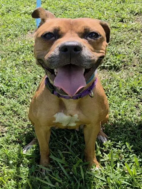 Serenity - Boxer